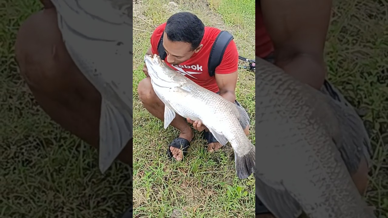 biggest barabandi catching !! 