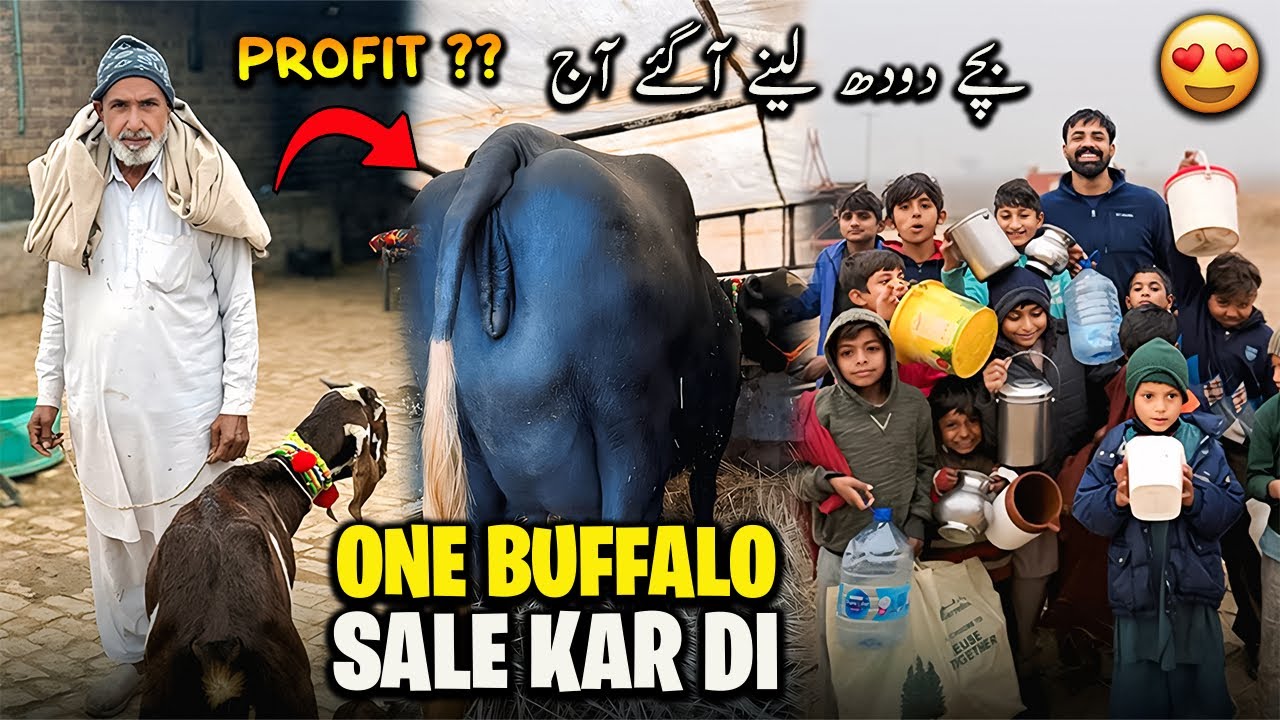 Aj 1 Buffalo Sale Kar Di 🐃 Kitna Profit Howa ?? | آج بچے دودھ لینے آگئے ڈیرے پر