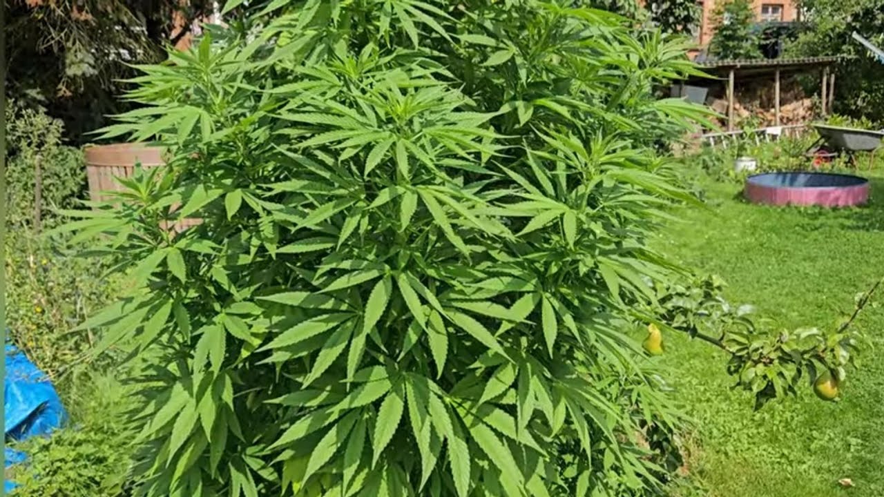 Große Moby Dick und Keimung nach 35 Tagen?