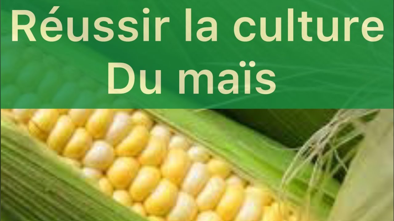 Voici comment réussir la culture de maïs au Cameroun en améliorant l’itinéraire technique