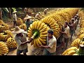 Billions Of Bananas Are Harvested And Processed This Way