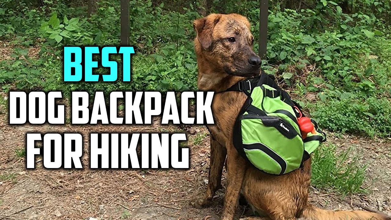 Top 5 Best Dog Backpacks for Hiking Review in 2023 YouTube