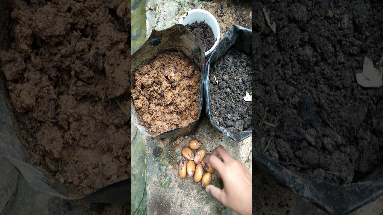 Cara menanam durian dari biji 