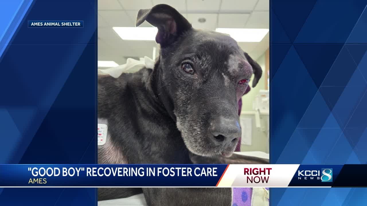 Ames man charged with animal abuse after admitting to shooting dog ...