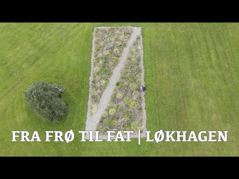 Video: Geranium (40 Bilder): Hvordan å Ta Vare På En Flerårig Hage Og årlig Blomst? Funksjoner Ved Planting I åpen Mark. Hvordan Ser Geranium Ut?