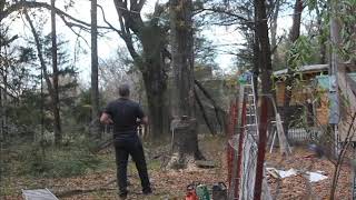65 Foot Pin Oak Go Bye Bye - Pin Oak Fungus