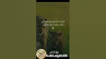 القارئ ريان المحيسني #القرآن_الكريم #تلاوة_خاشعة #تلاوات_العرب #سورة_الملك