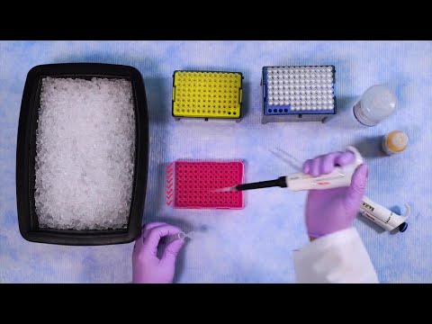 How to Purify Sequencing Reactions with the BigDye XTerminator Kit