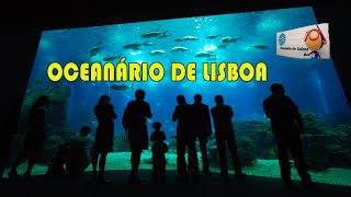 Lisbon Oceanarium