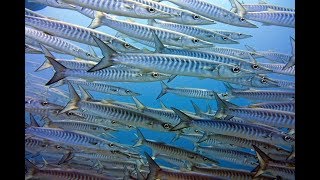 Мир кораллов, рыб и мант на Раджа Ампат