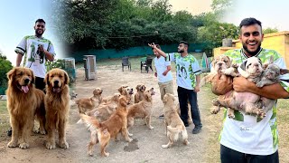 Biggest Golden Retriever,Shitzu & Bulldog Farm in Chandigarh 😱