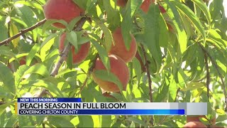 Peach season in Full Bloom at Durbin Farms