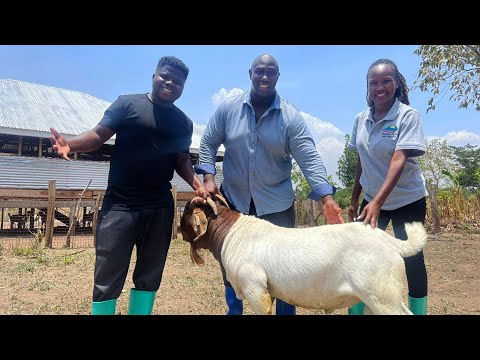 How An African American & Ugandan Lady Built A Profitable Animal Farm!