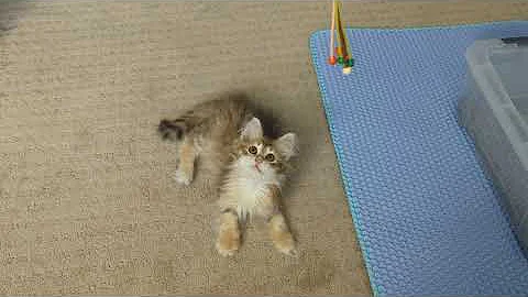 Video 11092141: norwegian forest cat kittens