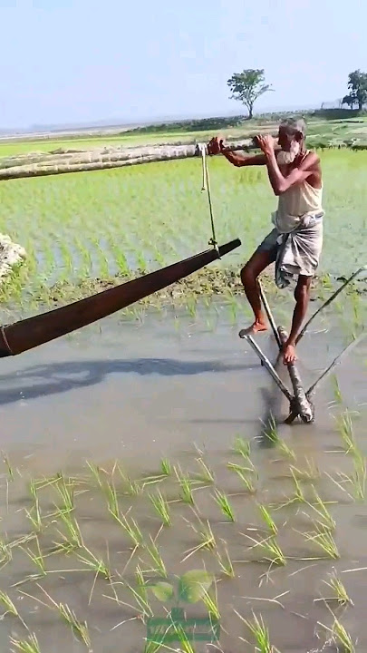 creative ideas of indian farmers when irrigating rice fields