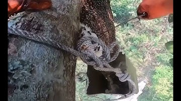 Bắt Ong Rừng Lấy Mật Trên Cây Cao Tại Rừng Amazon | Film Media