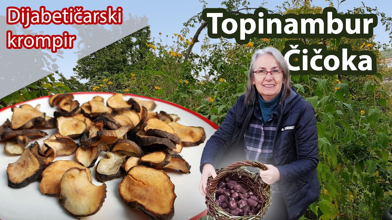 Topinambur / Čičoka / Dijabetičarski krompir   --- Ljekovita biljka