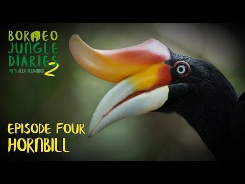 Hornbills: Mystical and Majestic | Borneo Jungle Diaries (S02E04) | SZtv