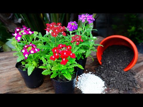 Video: Planting Verbena Flower - Condiciones de cultivo y cuidado de la verbena