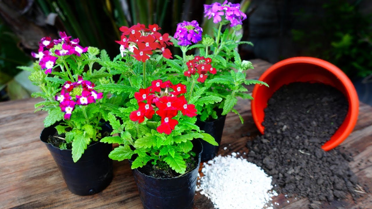 🌺Вербены► Выращивайте и ухаживайте дома