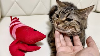 エビのおもちゃを壊してしまった猫を本気で叱ったらこうなりましたw