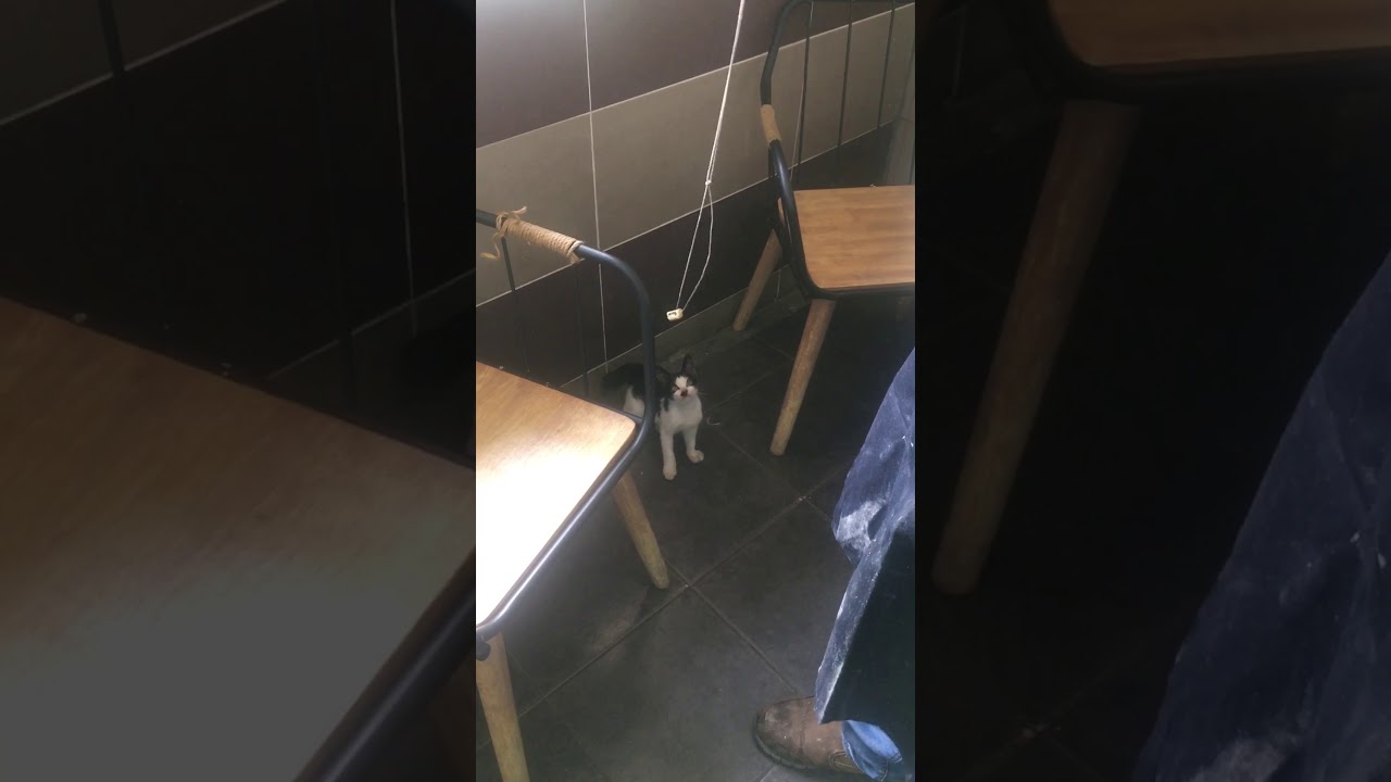 Smitten by a kitten - YouTube