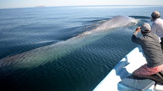 BIGGEST Real Living Animal EVER Recorded in the Ocean- Blue Whale