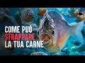 Come sopravvivere ai piranha più letali