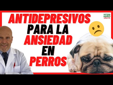 Video: Anafranil para perros