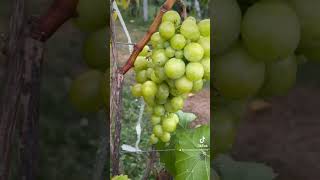 Download Lagu Muscat Liubimâi, struguri se masa cu aroma puternica de muscat . MP3