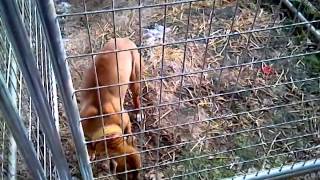 Hardydogs Jeepredboy