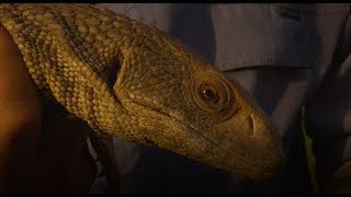 Savannah Monitor: Zilla Beyond the Glass -- Season 2, Episode 1