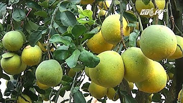 (VTC14)_Độc đáo cây bưởi 200 quả tại Hà Nội