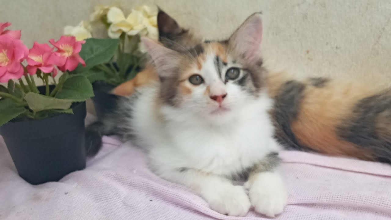 Time Machine Cats !!!! Longest Daily Cat's Story