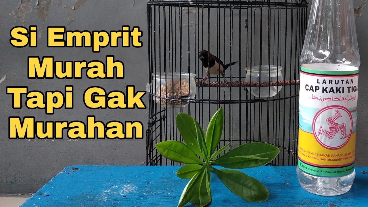 Cara Perawatan Burung EMPRIT PEKING Agar Gacor ISIAN Dan JINAK - YouTube