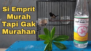 Cara Perawatan Burung EMPRIT PEKING Agar Gacor ISIAN Dan JINAK