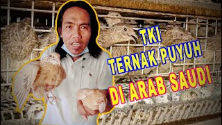 TKI TERNAK PUYUH DI ARAB SAUDI HINGGA MENGHASILKAN JUTAAN RUPIAH