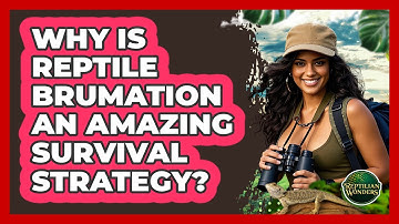 Why Is Reptile Brumation An Amazing Survival Strategy? - Reptilian Wonders