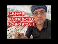 定植しながらオンラインセールLive！
