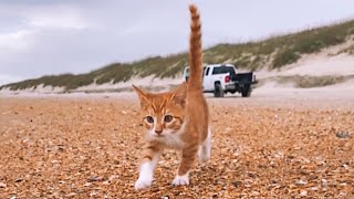 Growing up with MARLIN :) Episode 3.  The day he truly fell IN LOVE with the BEACH and the OCEAN. by Marlin the CAT-DOG - Caroline Jarvis Hopkins 38,765 views 2 years ago 8 minutes, 59 seconds