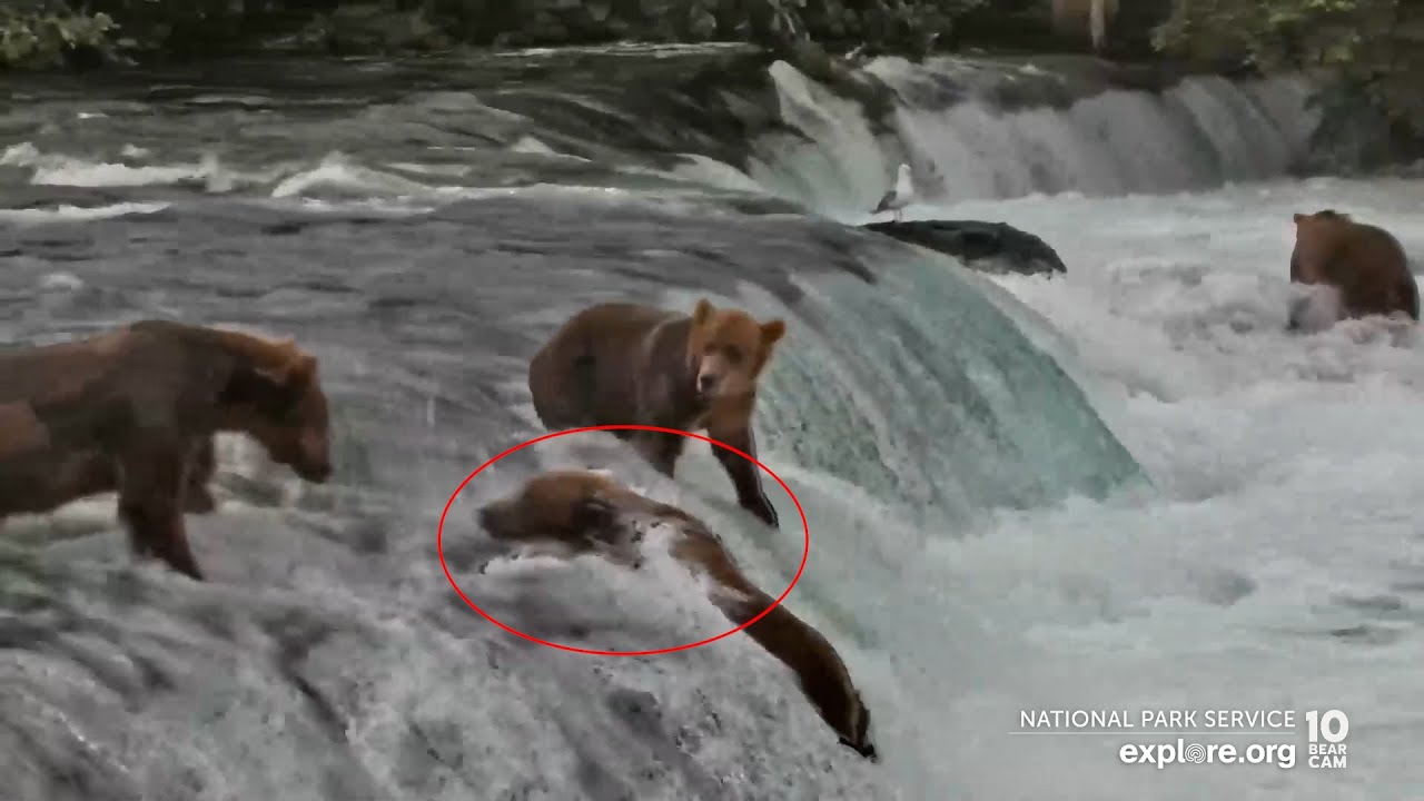 Bears Falling off Brooks Falls Vol.2