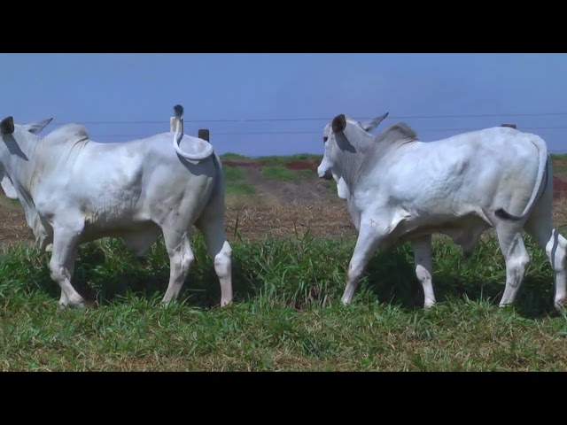 LOTE 41   14486 14598 14607 14676 14691 1 mp4