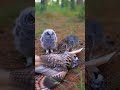 A Kitten Discovers an Injured Owl and Tries to Help It Fly Again