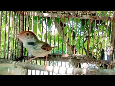 Masteran prenjak lumut gacor narung memancing prenjak lain agar bunyi