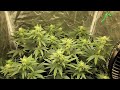 Grow your own cannabis OG lime killer day 16, 19, and 23 of flowering.