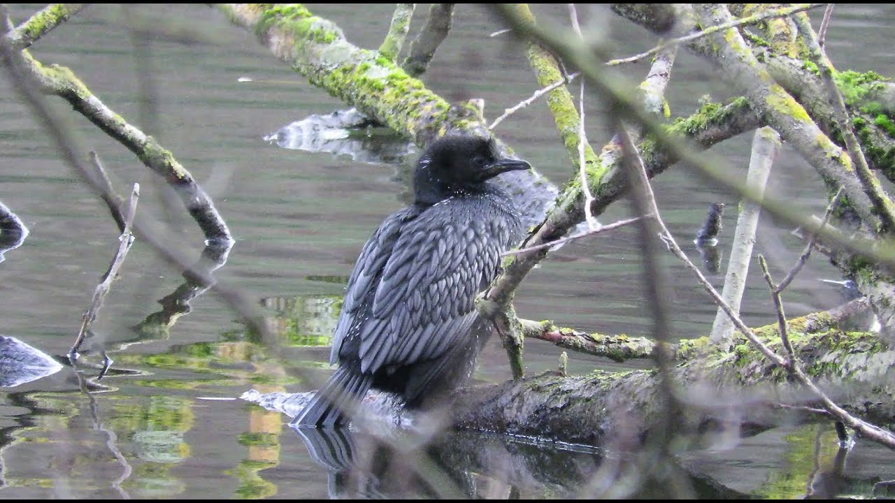Adult Pygmy Cormorant - Microcarbo pygmeus - Dwergaalscholver / Oudergem - Belgium / 29-12-2019