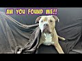Pitbull Hides Under His Blanket! Cutest Dog On YouTube!