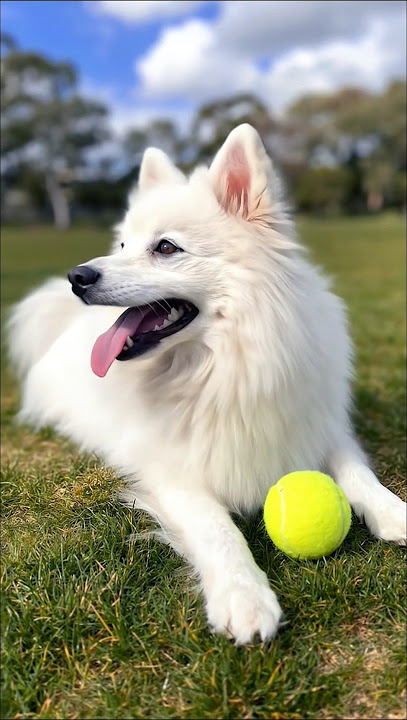 cute Samoyed dog playing with a tennis ball #dog #puppy #dogplaying #trending #pets #dogs #shorts