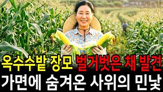 Mother-in-law Found Naked in Hongcheon Cornfield: The True Face of a Son-in-Law Hidden Behind a Mask