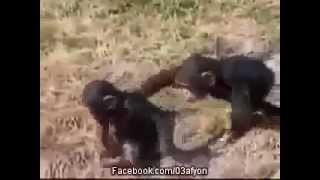 Yavru Gorilin Eşek Şakası-Radyoyurdu